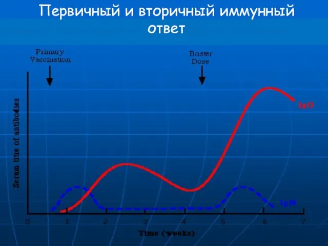 Первичный и вторичный иммунный ответ