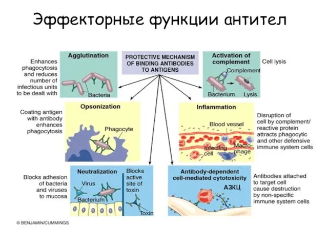 Эффекторные функции антител АЗКЦ