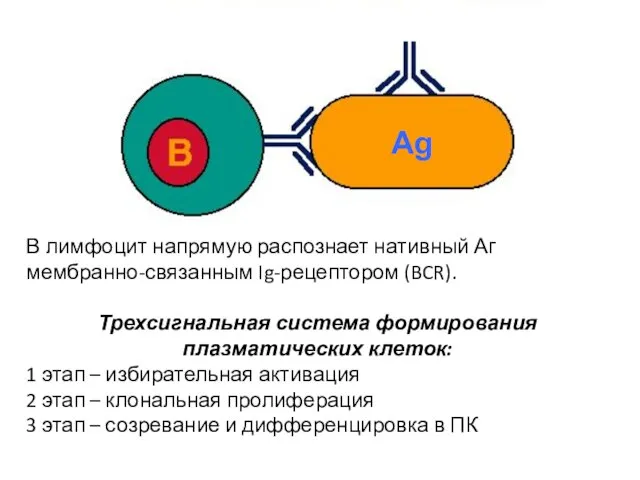 Ag В лимфоцит напрямую распознает нативный Аг мембранно-связанным Ig-рецептором (BCR). Трехсигнальная