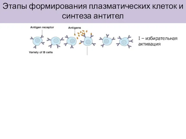 Этапы формирования плазматических клеток и синтеза антител