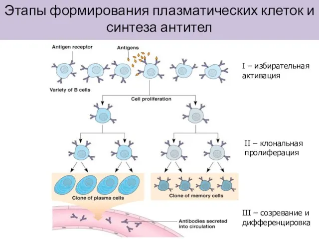 Этапы формирования плазматических клеток и синтеза антител III – созревание и