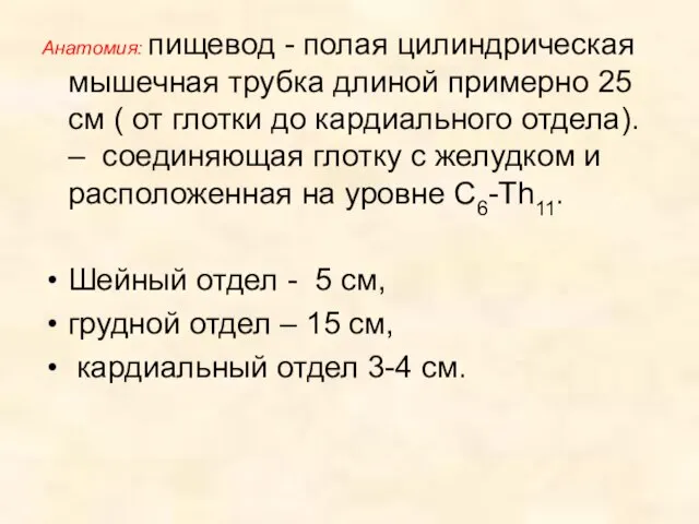 Анатомия: пищевод - полая цилиндрическая мышечная трубка длиной примерно 25 см