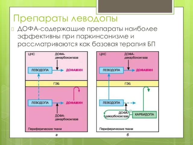 Препараты леводопы ДОФА-содержащие препараты наиболее эффективны при паркинсонизме и рассматриваются как базовая терапия БП