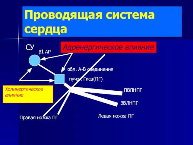 Проводящая система сердца СУ обл. А-В соединения пучок Гиса(ПГ) Правая ножка