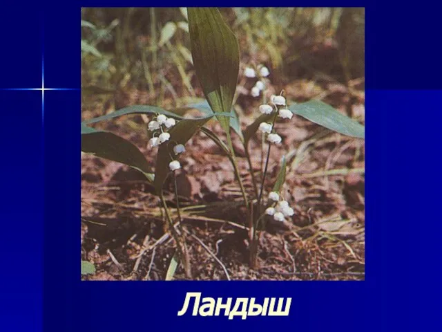 Ландыш