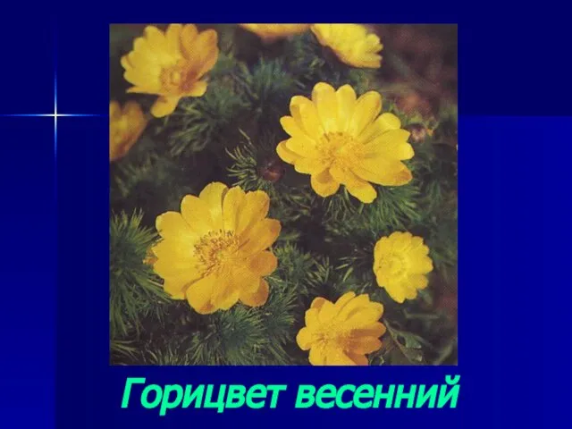 Горицвет весенний