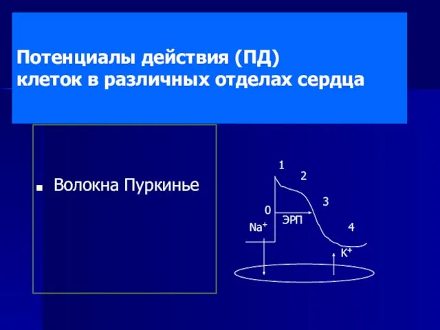 Потенциалы действия (ПД) клеток в различных отделах сердца Волокна Пуркинье 0