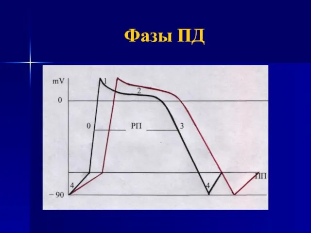 Фазы ПД