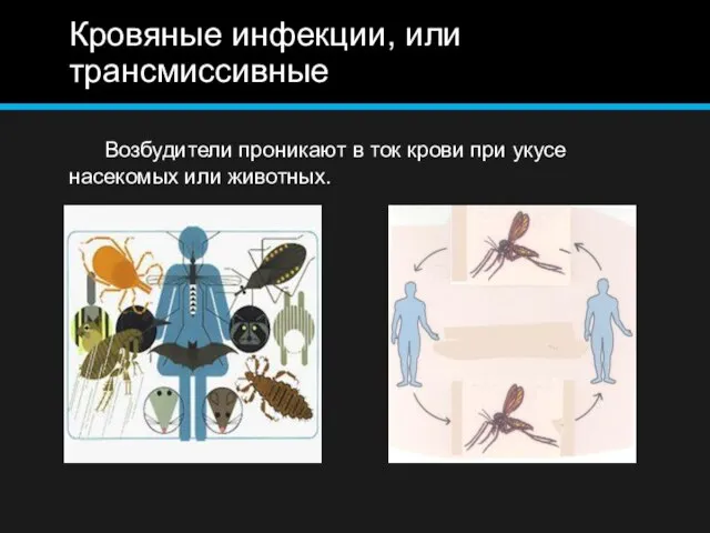 Кровяные инфекции, или трансмиссивные Возбудители проникают в ток крови при укусе насекомых или животных.