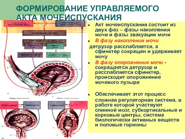 ФОРМИРОВАНИЕ УПРАВЛЯЕМОГО АКТА МОЧЕИСПУСКАНИЯ Акт мочеиспускания состоит из двух фаз –