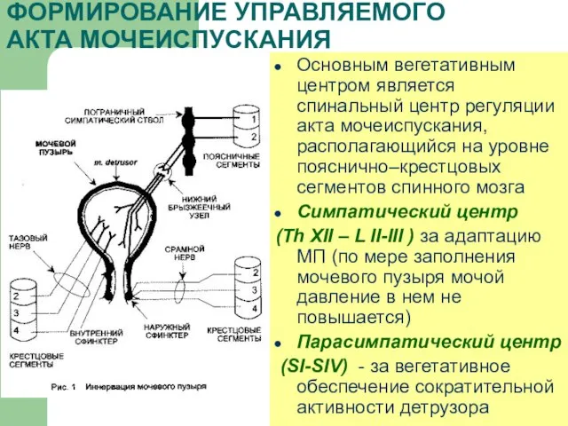 ФОРМИРОВАНИЕ УПРАВЛЯЕМОГО АКТА МОЧЕИСПУСКАНИЯ Основным вегетативным центром является спинальный центр регуляции