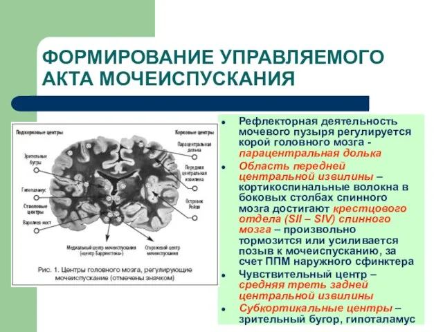 ФОРМИРОВАНИЕ УПРАВЛЯЕМОГО АКТА МОЧЕИСПУСКАНИЯ Рефлекторная деятельность мочевого пузыря регулируется корой головного