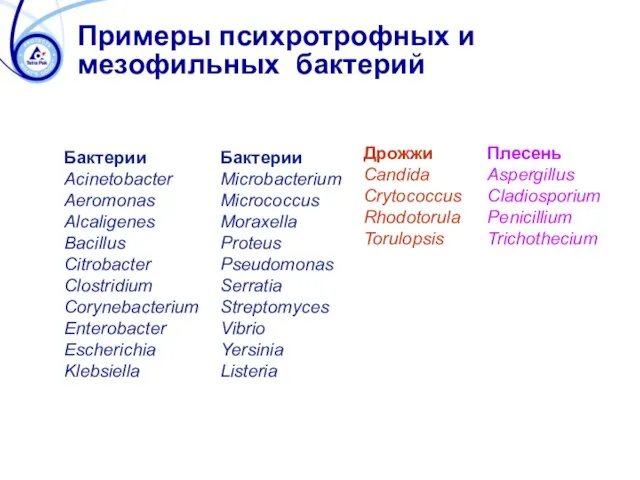 Примеры психротрофных и мезофильных бактерий Бактерии Acinetobacter Aeromonas Alcaligenes Bacillus Citrobacter