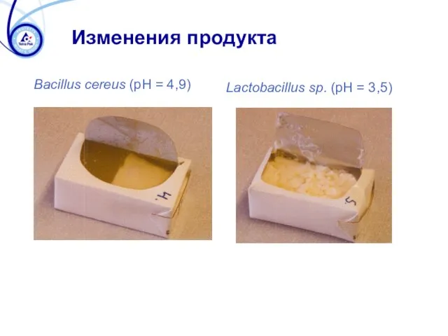 Изменения продукта Bacillus cereus (pH = 4,9) Lactobacillus sp. (pH = 3,5)
