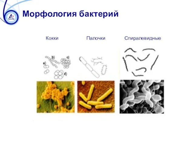 Морфология бактерий Кокки Палочки Спиралевидные