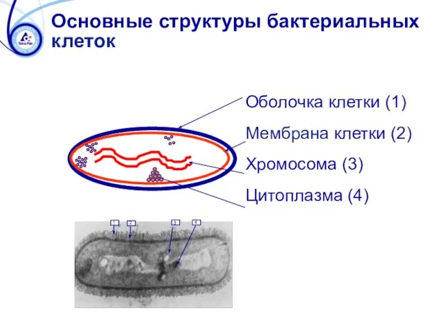 Основные структуры бактериальных клеток Оболочка клетки (1) Мембрана клетки (2) Хромосома