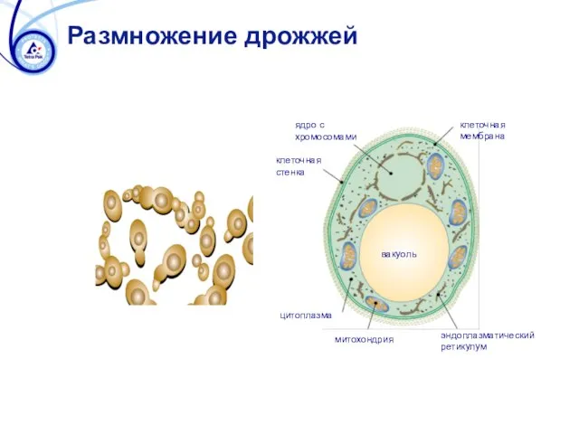 Размножение дрожжей клеточная мембрана ядро с хромосомами митохондрия цитоплазма клеточная стенка вакуоль эндоплазматический ретикулум