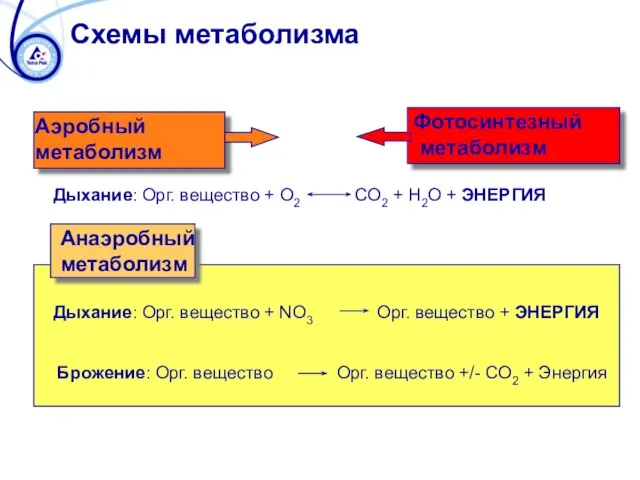 Схемы метаболизма Дыхание: Орг. вещество + O2 CO2 + H2O +