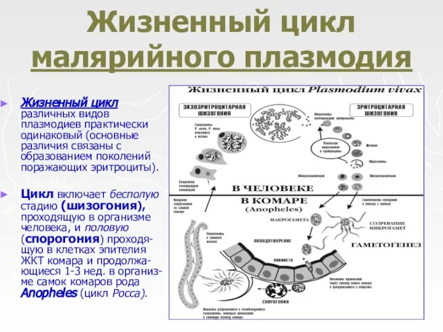 Жизненный цикл малярийного плазмодия Жизненный цикл различных видов плазмодиев практически одинаковый