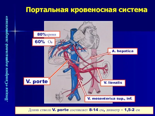Портальная кровеносная система V. porte 80%крови 60% О2 V. lienalis V.