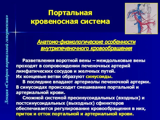 Анатомо-физиологические особенности внутрипеченочного кровообращения Разветвления воротной вены – междольковые вены проходят