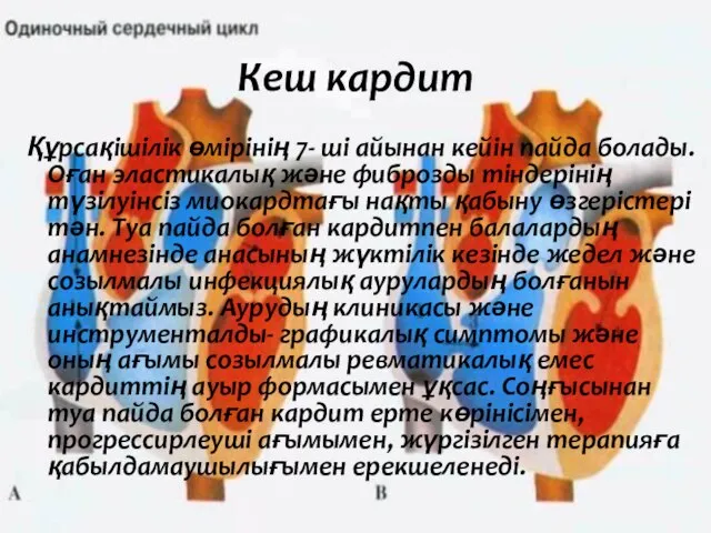 Құрсақішілік өмірінің 7- ші айынан кейін пайда болады. Оған эластикалық және