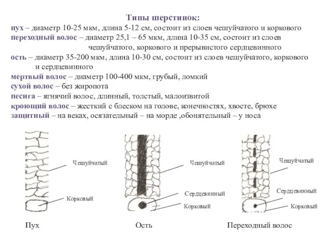 Типы шерстинок: пух – диаметр 10-25 мкм, длина 5-12 см, состоит