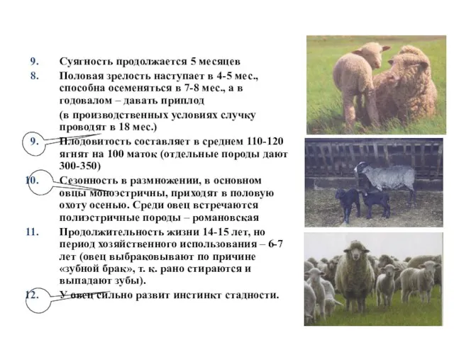 Суягность продолжается 5 месяцев Половая зрелость наступает в 4-5 мес., способна