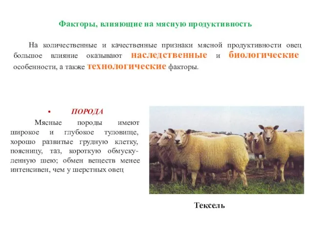 Факторы, влияющие на мясную продуктивность На количественные и качественные признаки мясной