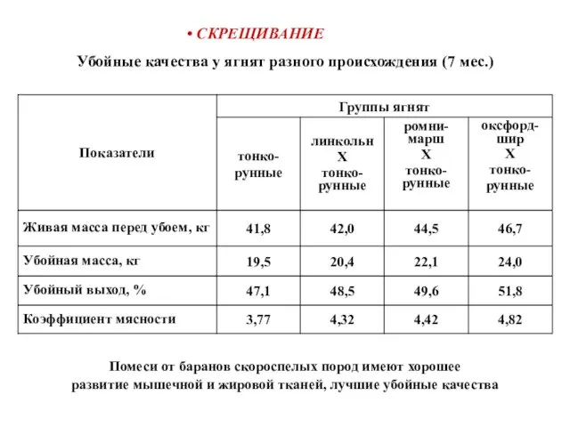 СКРЕЩИВАНИЕ Помеси от баранов скороспелых пород имеют хорошее развитие мышечной и