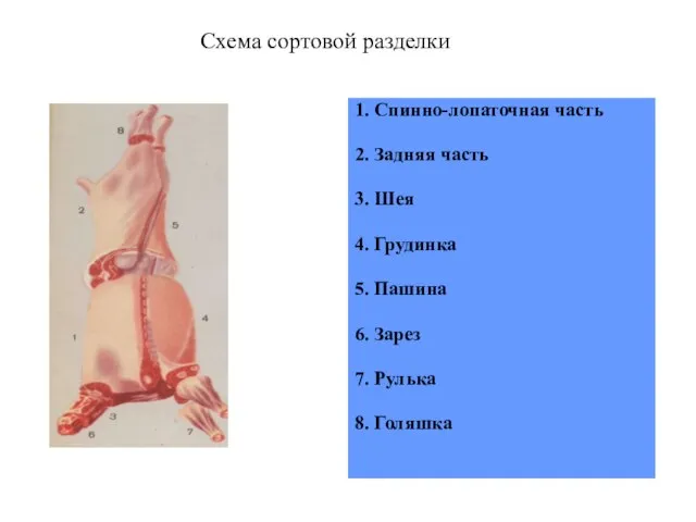 Схема сортовой разделки 1. Спинно-лопаточная часть 2. Задняя часть 3. Шея