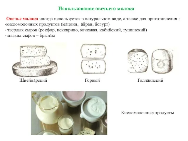 Использование овечьего молока Овечье молоко иногда используется в натуральном виде, а