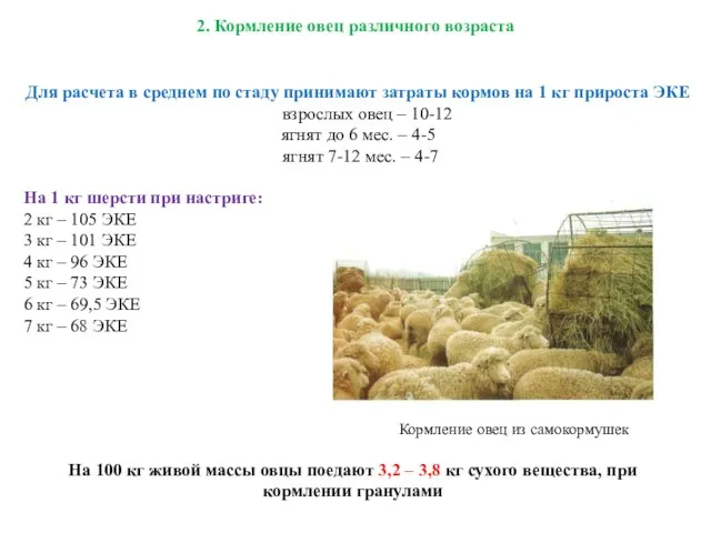 2. Кормление овец различного возраста Для расчета в среднем по стаду