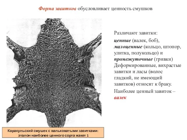 Форма завитков обусловливает ценность смушков Различают завитки: ценные (валек, боб), малоценные