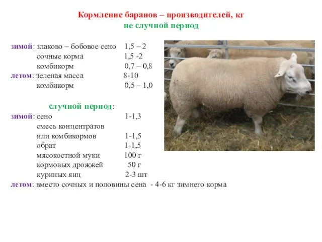 Кормление баранов – производителей, кг не случной период зимой: злаково –