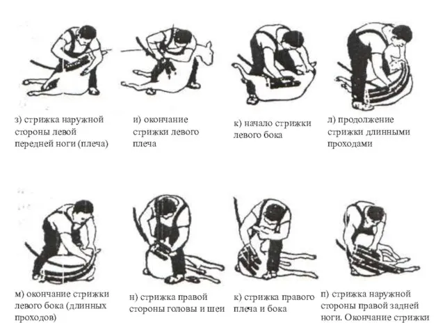 з) стрижка наружной стороны левой передней ноги (плеча) и) окончание стрижки