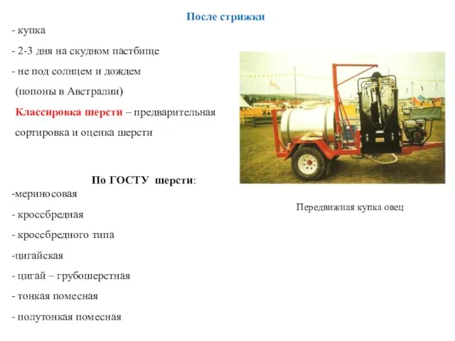 После стрижки купка 2-3 дня на скудном пастбище не под солнцем