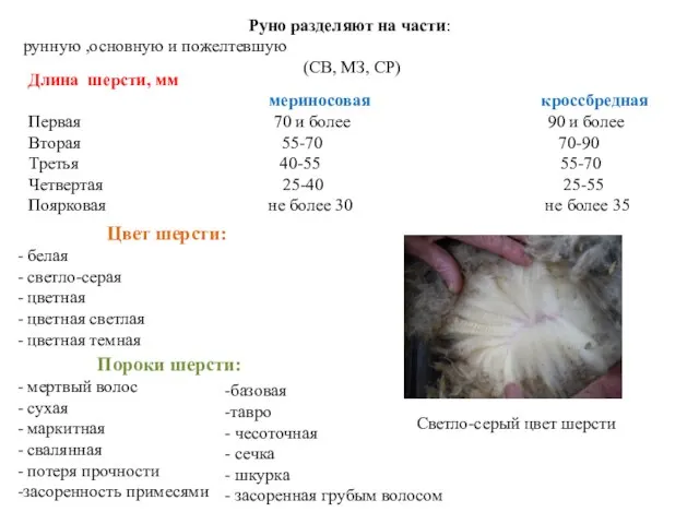 Цвет шерсти: белая светло-серая цветная цветная светлая цветная темная Пороки шерсти: