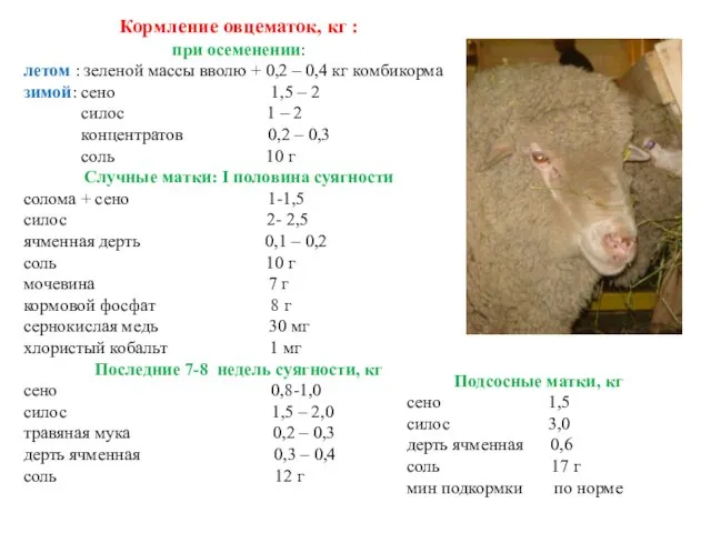 Кормление овцематок, кг : при осеменении: летом : зеленой массы вволю