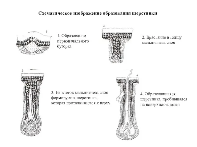 Схематическое изображение образования шерстинки 1. Образование первоначального бугорка 2. Врастание в