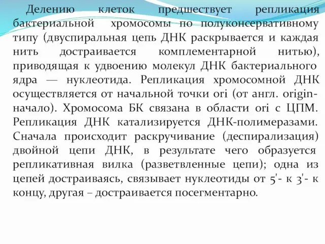 Делению клеток предшествует репликация бактериальной хромосомы по полуконсервативному типу (двуспиральная цепь