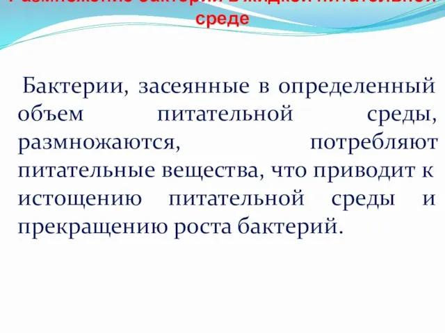 Размножение бактерий в жидкой питательной среде Бактерии, засеянные в определенный объем