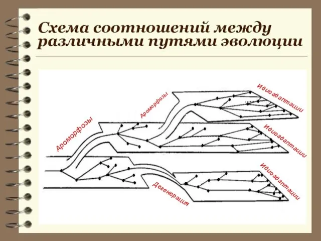 Схема соотношений между различными путями эволюции Ароморфозы Ароморфозы Идиоадаптации Идиоадаптации Идиоадаптации Дегенерация