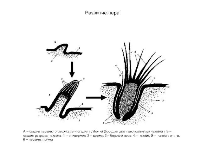А – стадия перьевого сосочка; Б – стадия трубочки (бородки развиваются
