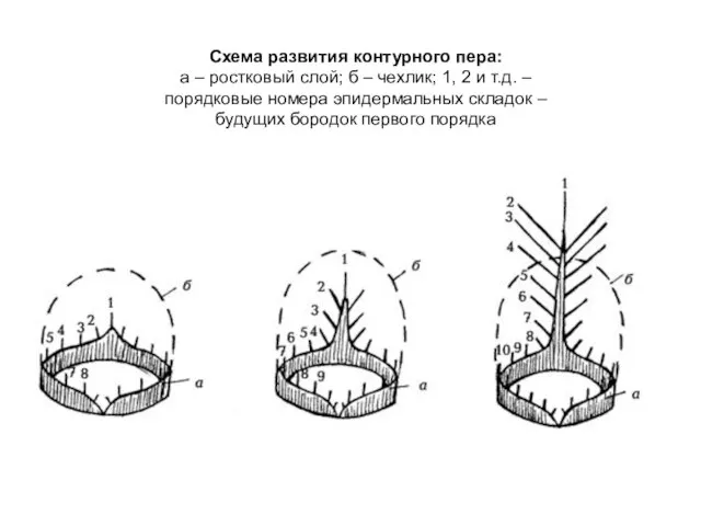 Схема развития контурного пера: а – ростковый слой; б – чехлик;