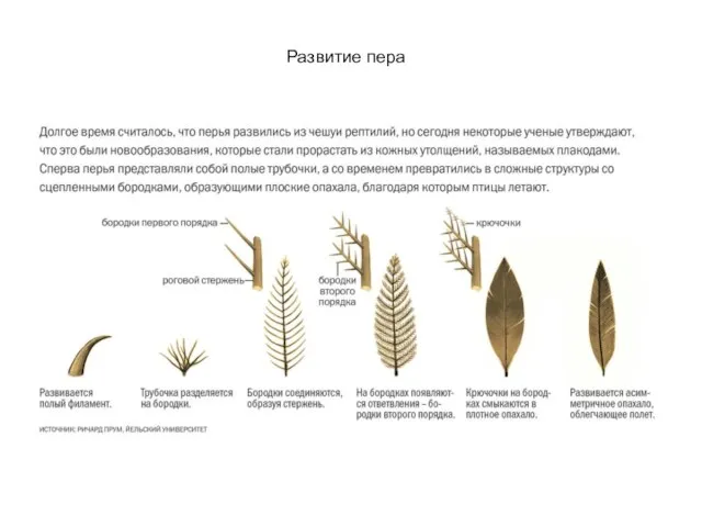 Развитие пера