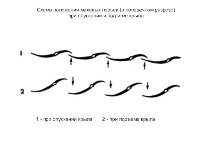 Схема положения маховых перьев (в поперечном разрезе) при опускании и подъеме