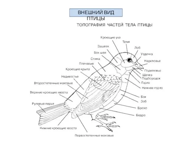 ВНЕШНИЙ ВИД ПТИЦЫ