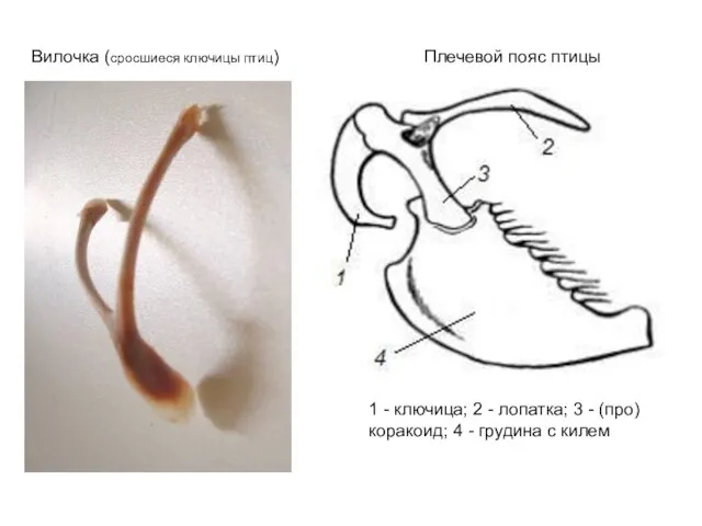 Вилочка (сросшиеся ключицы птиц) 1 - ключица; 2 - лопатка; 3