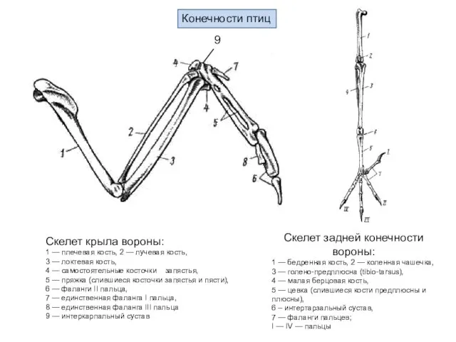 Скелет задней конечности вороны: 1 — бедренная кость, 2 — коленная